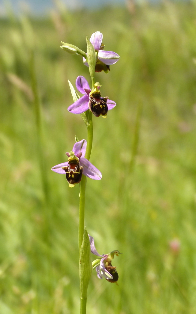 Ophrys apifera x Ophrys holosericea subsp.dinarica, splendidi ibridi nell''aquilano 2021.